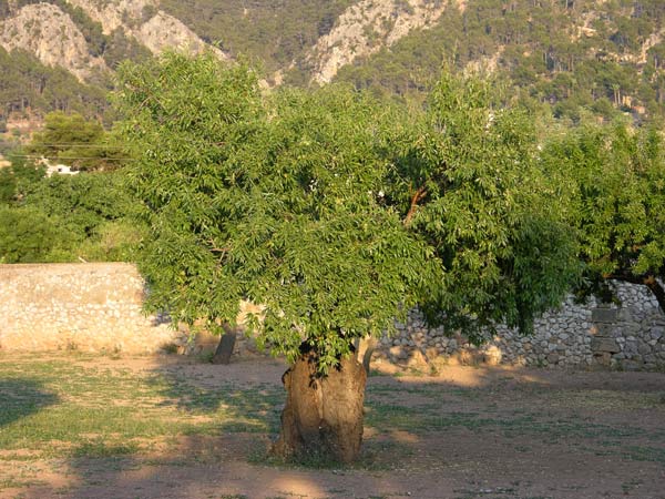 prunus dulcis 04