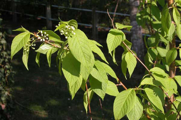 prunus maackii 02
