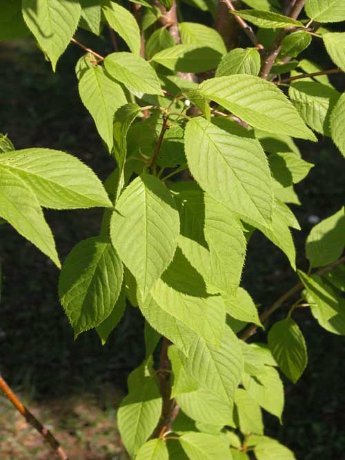prunus maackii 03