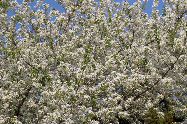 prunus mahaleb 02