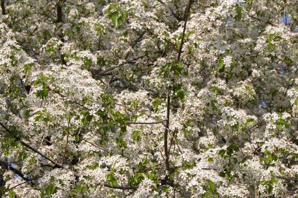 prunus mahaleb 03