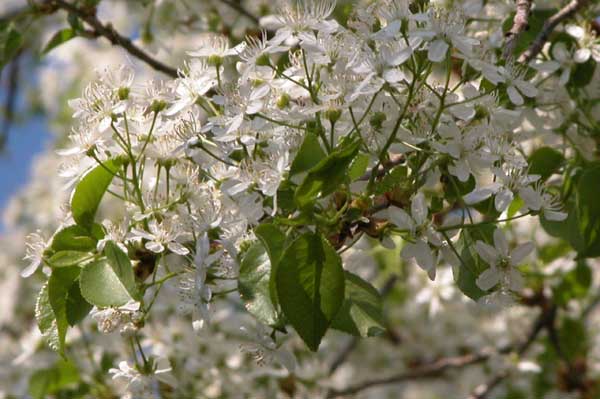 prunus mahaleb 04