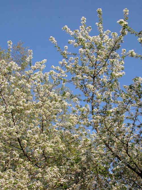 prunus mahaleb 05