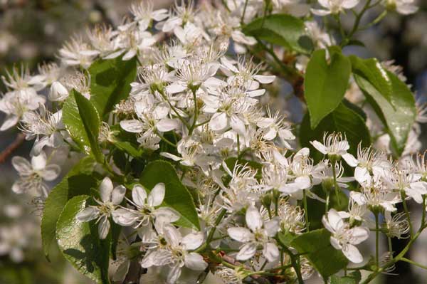 prunus mahaleb 06