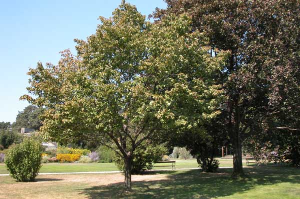 prunus sargentii 01