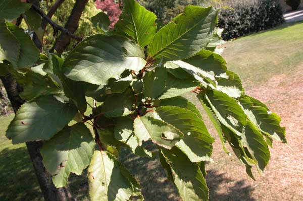 prunus sargentii 02