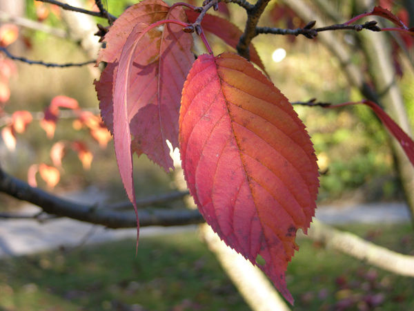 prunus sargentii 03