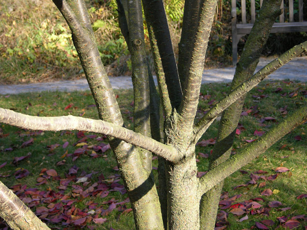 prunus sargentii 04