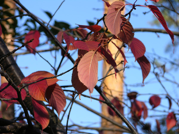 prunus sargentii 05