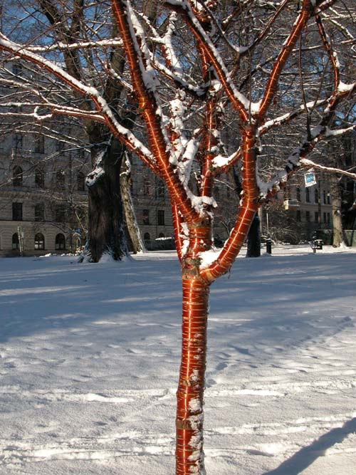 prunus serrula 02