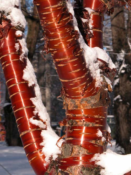 prunus serrula 03