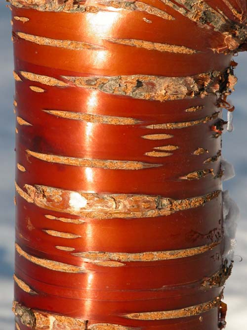 prunus serrula 05