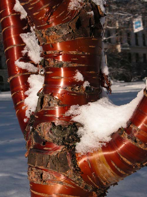 prunus serrula 06
