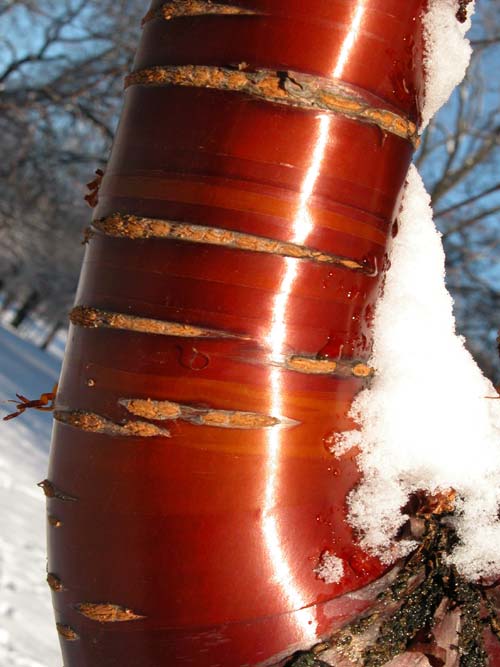 prunus serrula 08