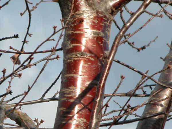 prunus sp 01