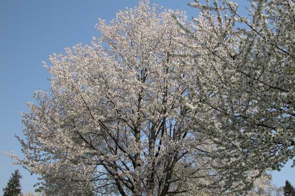 prunus sp 02