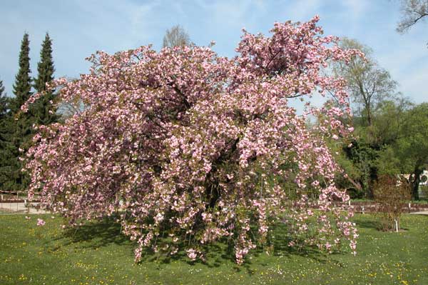 prunus sp 05