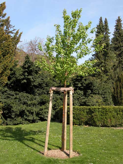 prunus sp 06