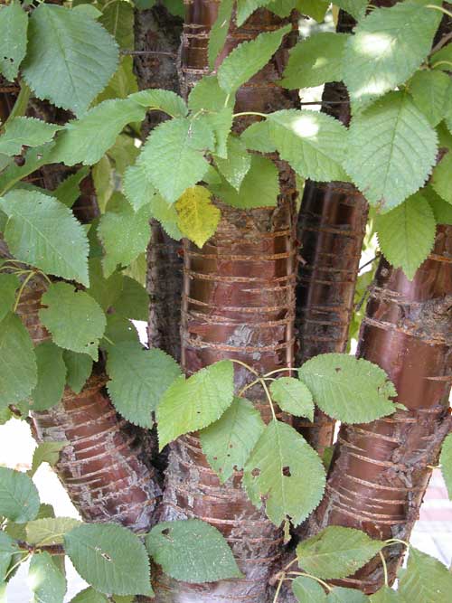 prunus sp 07