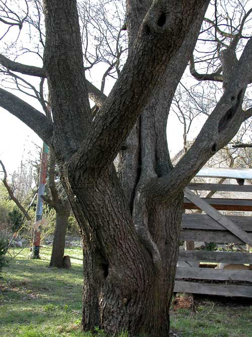 prunus sp 10