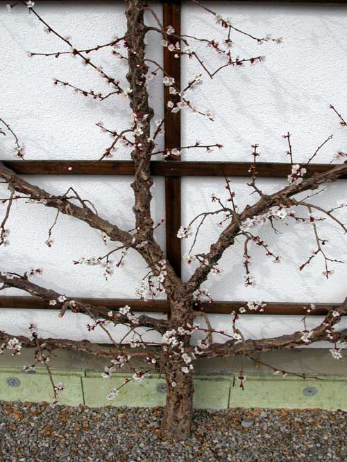 prunus sp 13
