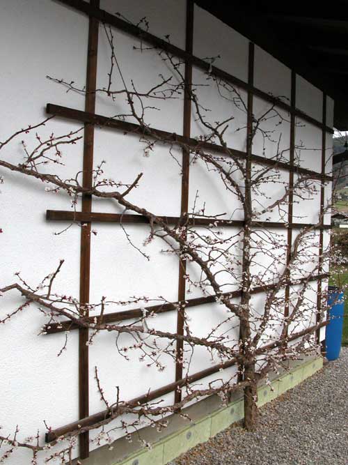 prunus sp 16