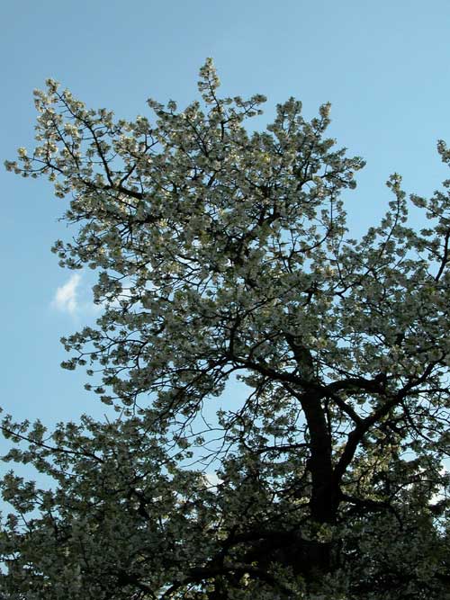 prunus sp 17