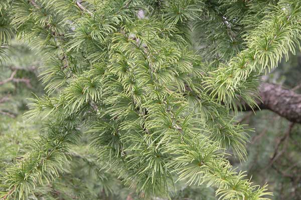 pseudolarix amabilis 02