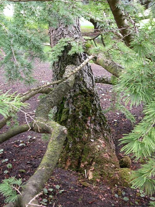 pseudolarix amabilis 03
