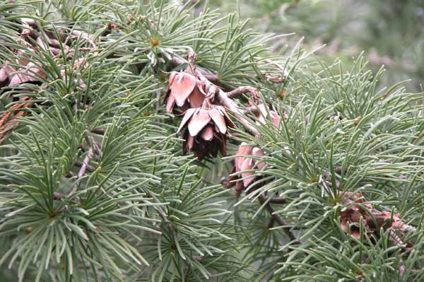 pseudolarix amabilis 04