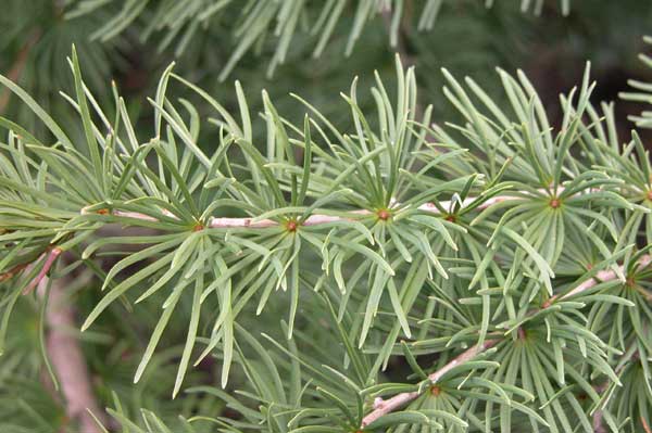 pseudolarix amabilis 05