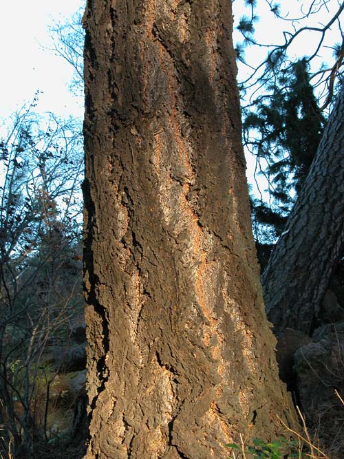 pseudotsuga menziesii 01