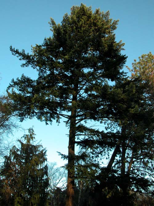 pseudotsuga menziesii 02