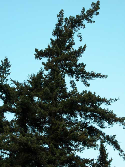 pseudotsuga menziesii 03