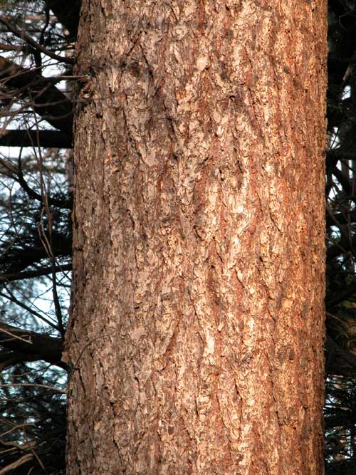 pseudotsuga menziesii 04