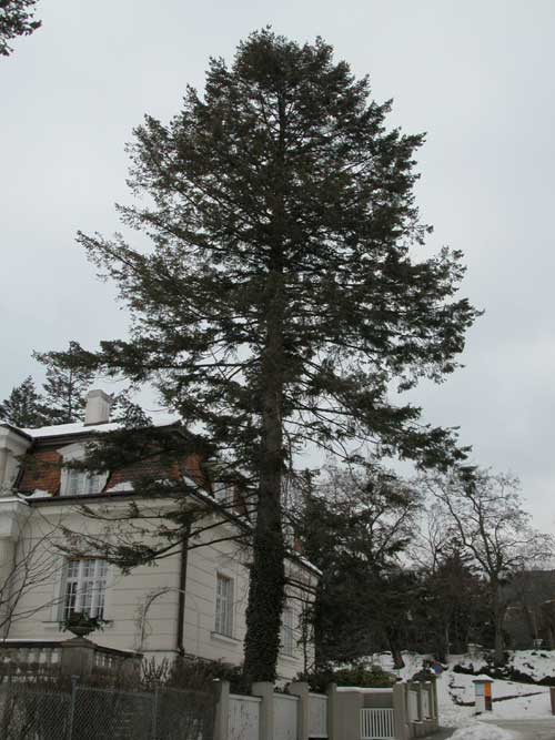 pseudotsuga menziesii 05