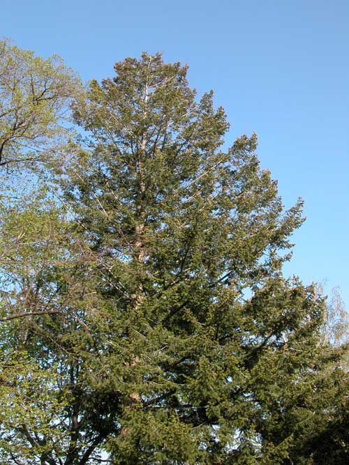 pseudotsuga menziesii 06