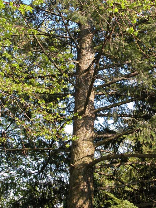 pseudotsuga menziesii 07