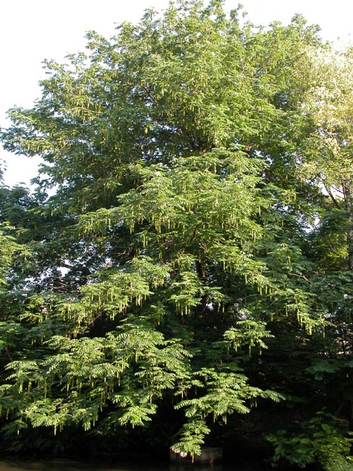 pterocarya fraxinifolia 01