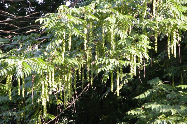 pterocarya fraxinifolia 02