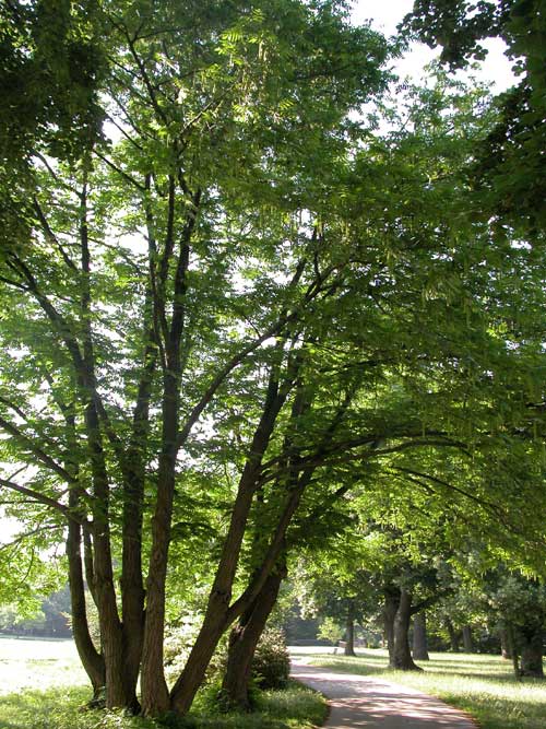 pterocarya fraxinifolia 03