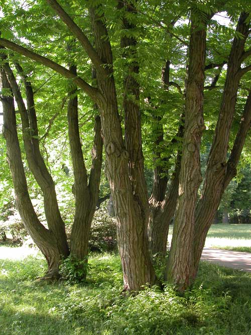pterocarya fraxinifolia 04