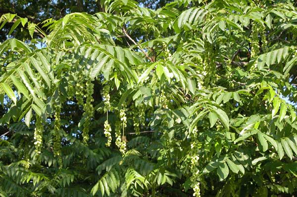 pterocarya fraxinifolia 05