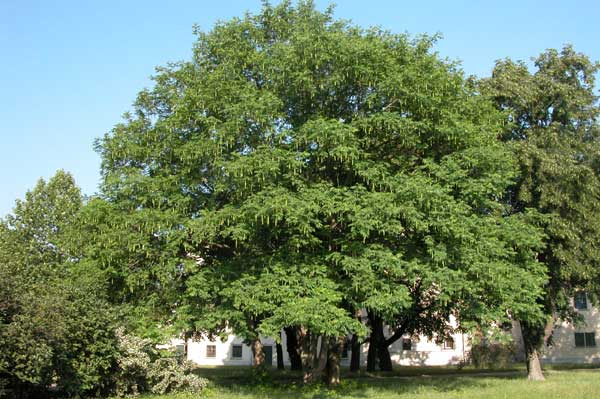 pterocarya fraxinifolia 06