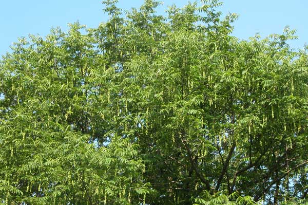 pterocarya fraxinifolia 07