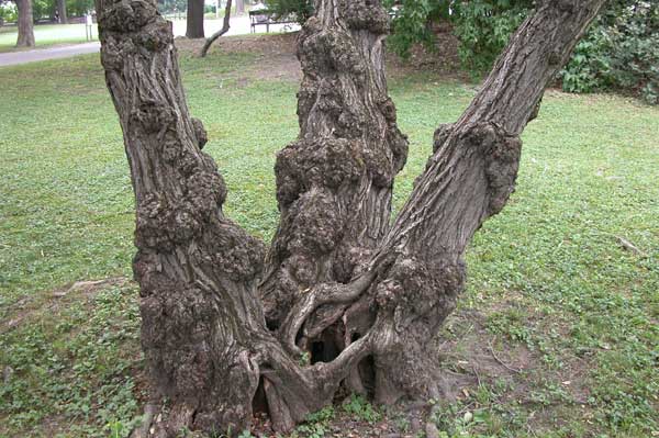 pterocarya fraxinifolia 08