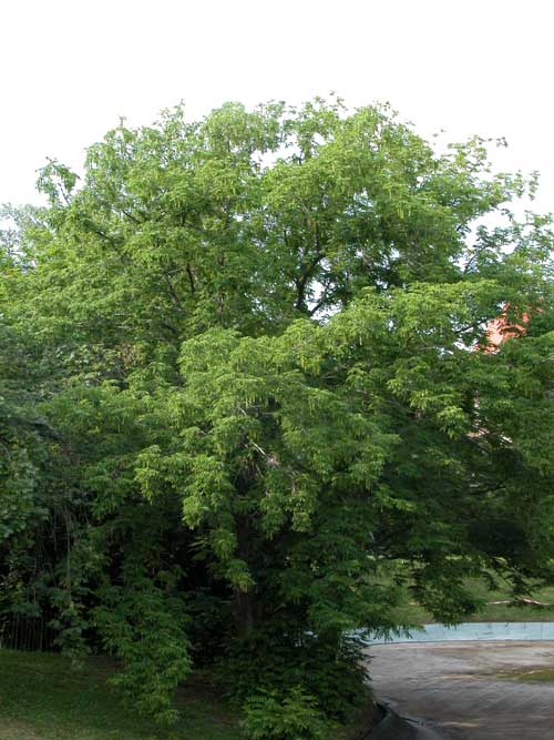 pterocarya fraxinifolia 09
