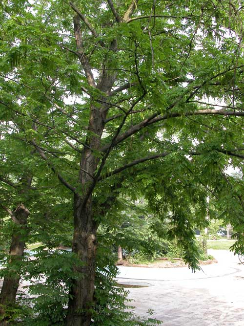 pterocarya fraxinifolia 10