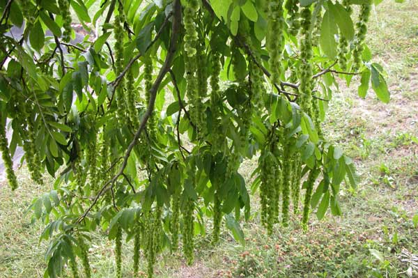 pterocarya fraxinifolia 11