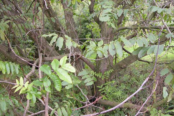 pterocarya fraxinifolia 12